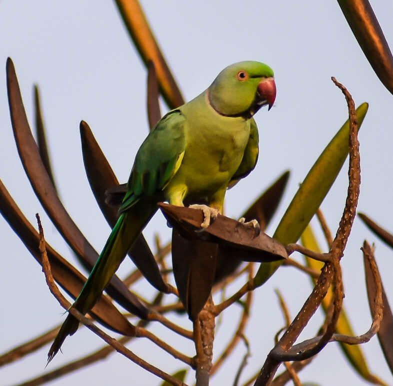 indian ringneck parrot found eating