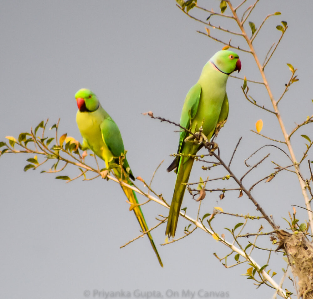 indian ringneck parrots on a tree in karnataka bangalore