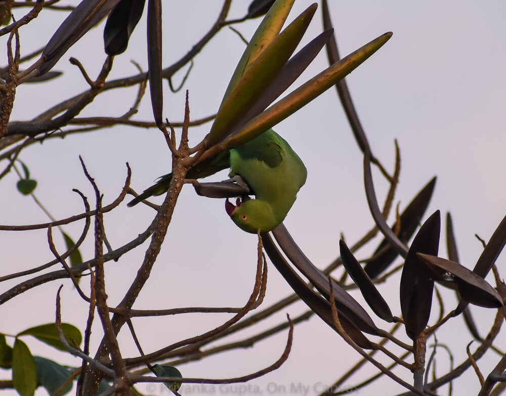 life of indian parrot is spent eating hug upside down photo from bangalore