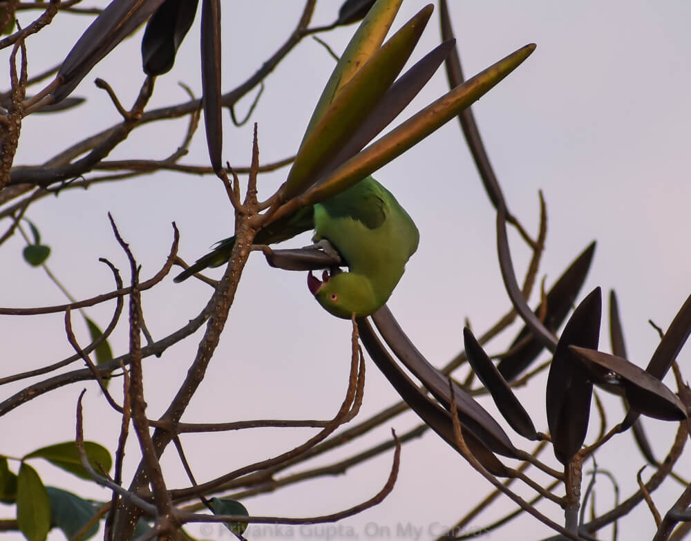 Celebrating My Parrot Mithu With Photos of Indian Parrots 34 life of indian parrot is spent eating hug upside down photo from bangalore