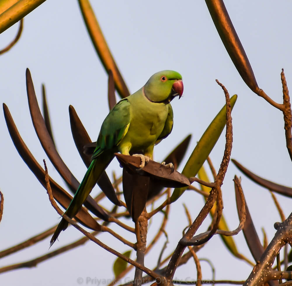 one of the parrots india eating copper bean