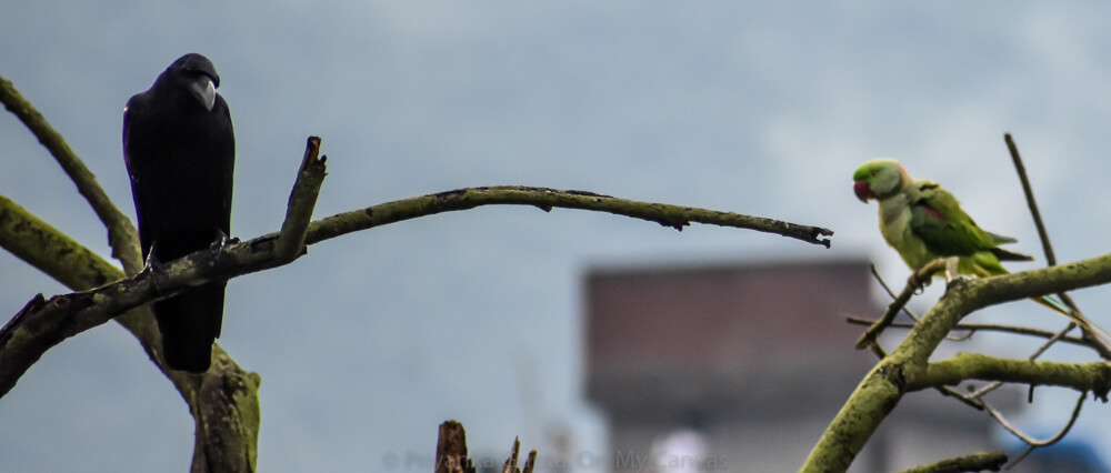 Celebrating My Parrot Mithu With Photos of Indian Parrots 42 parrot and crow