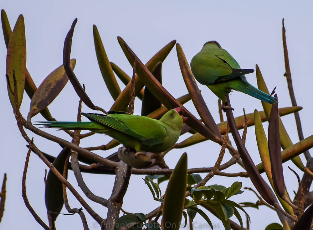 Celebrating My Parrot Mithu With Photos of Indian Parrots 12 parrot baby indian asking for food