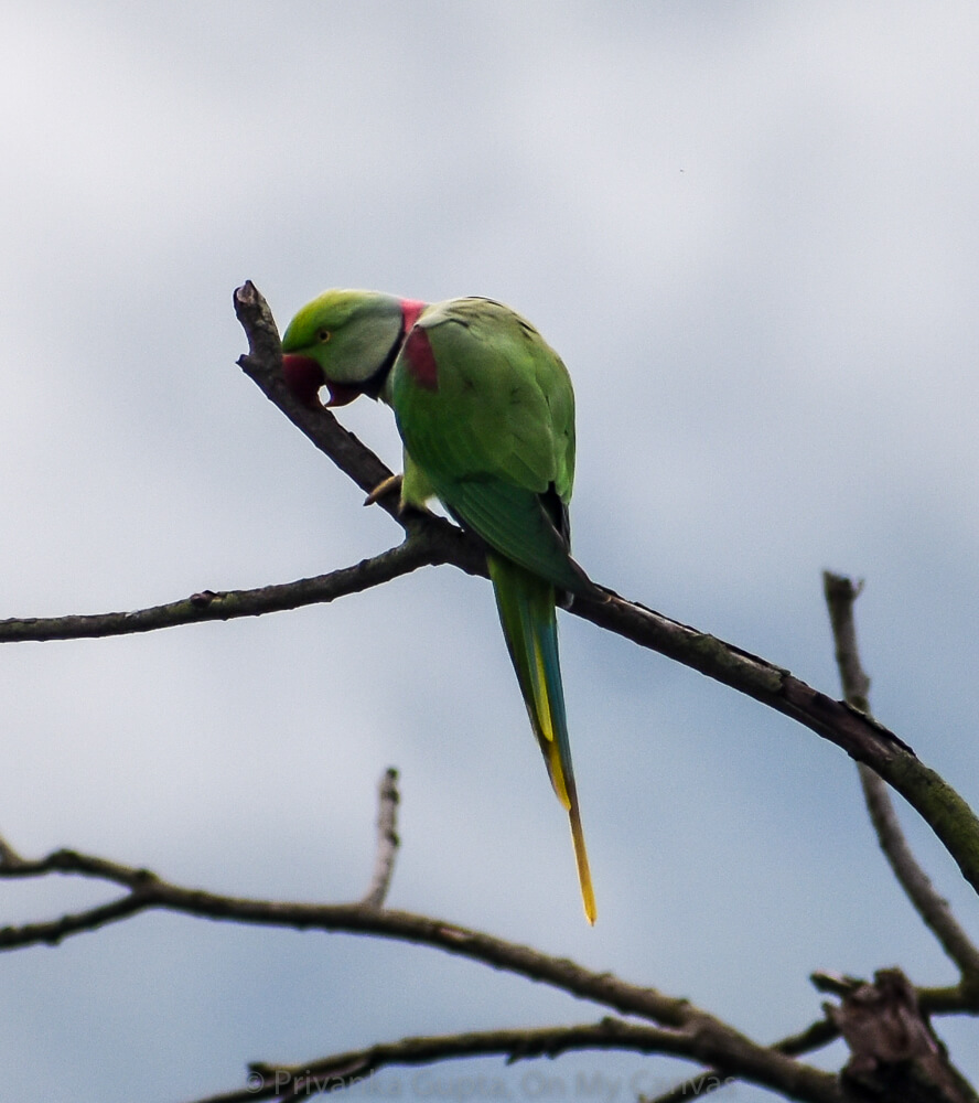 parrot india