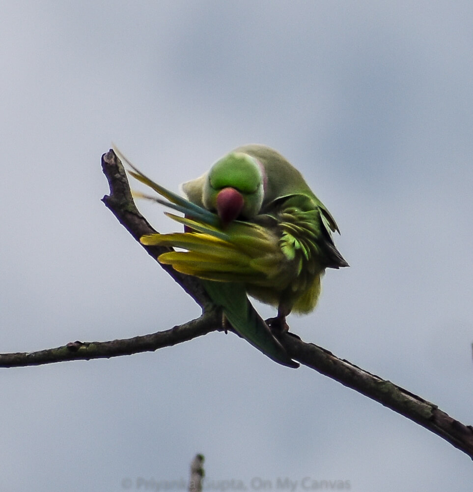 parrot of india