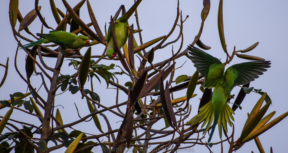 parrots india flying