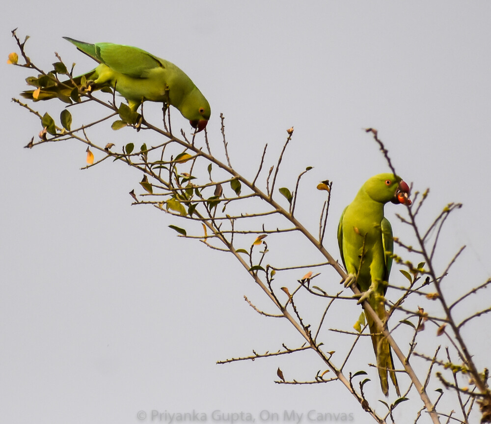 parrots of india eating berries