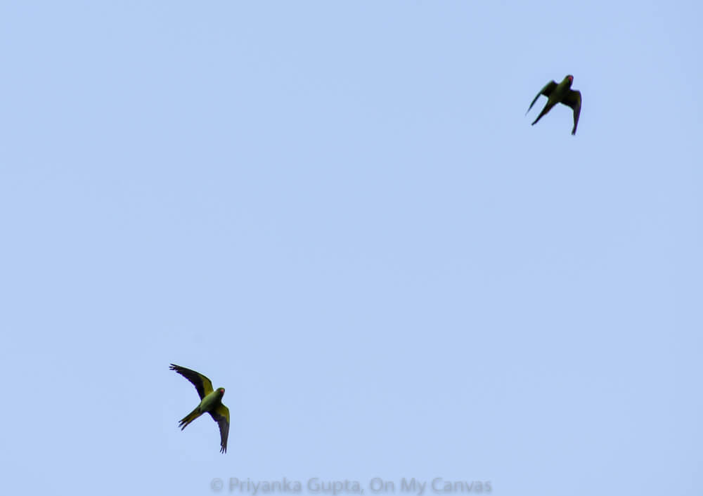 parrots of india taking a flight