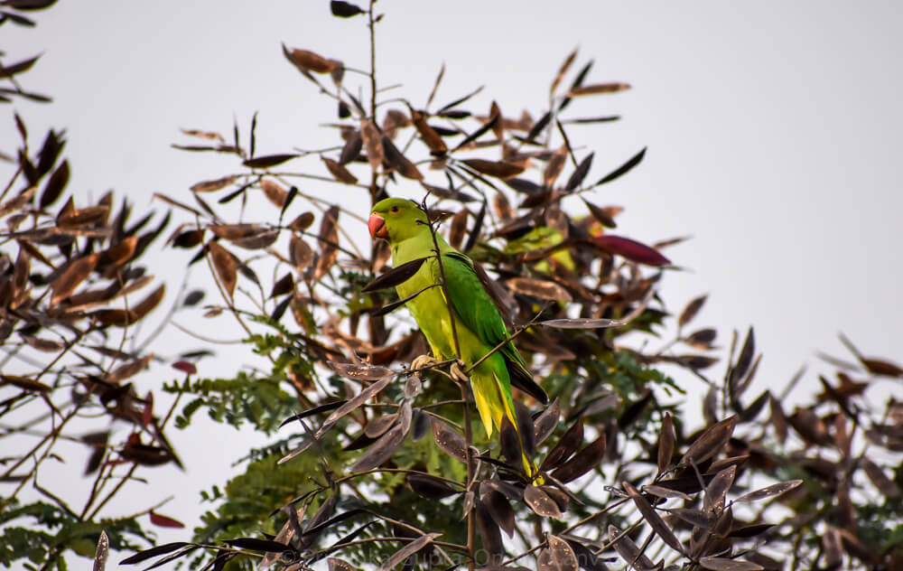 red beaked indian parrot sitting