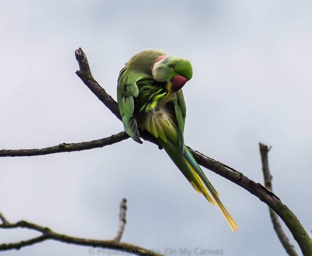 redbeak indian parrot