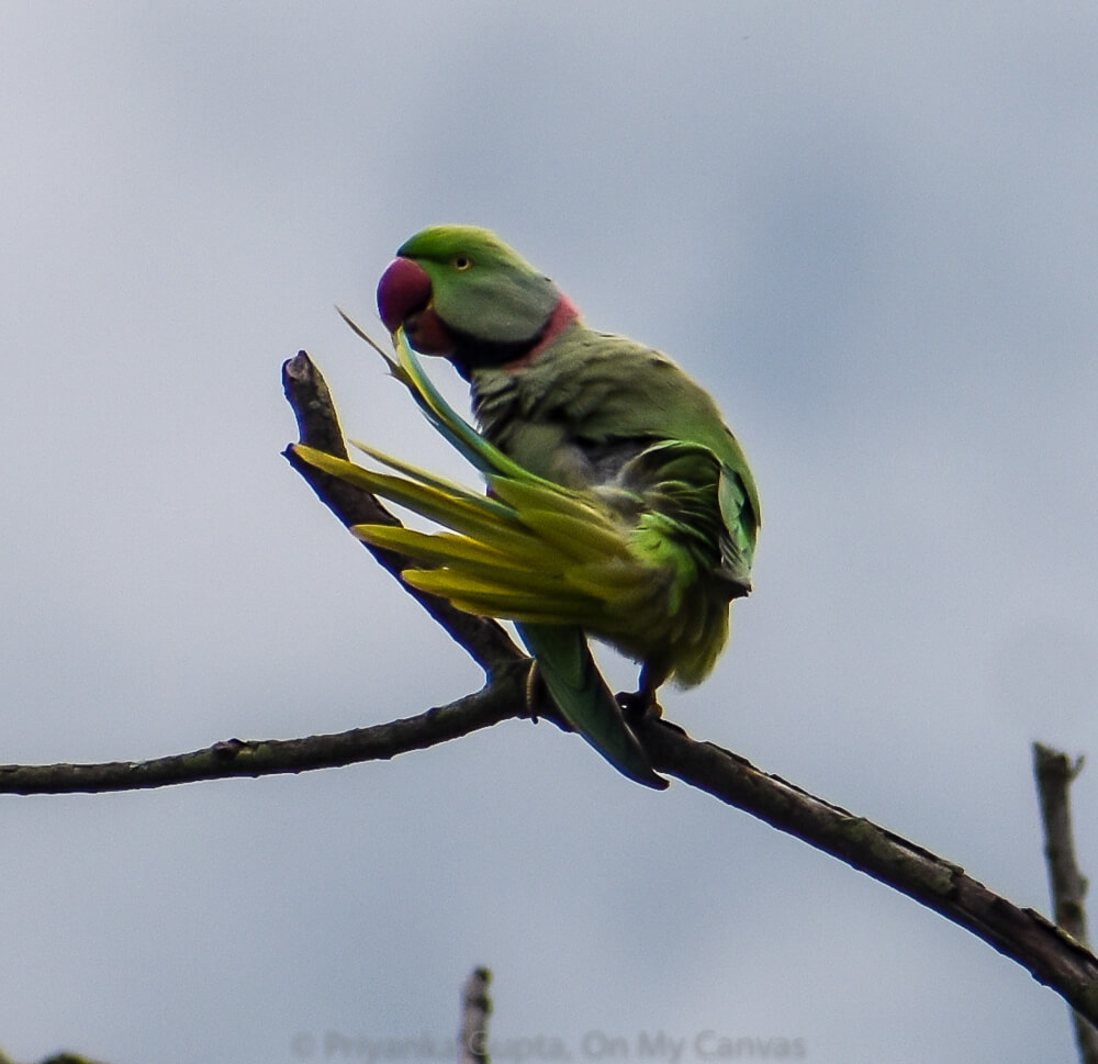 redneck indian parrot