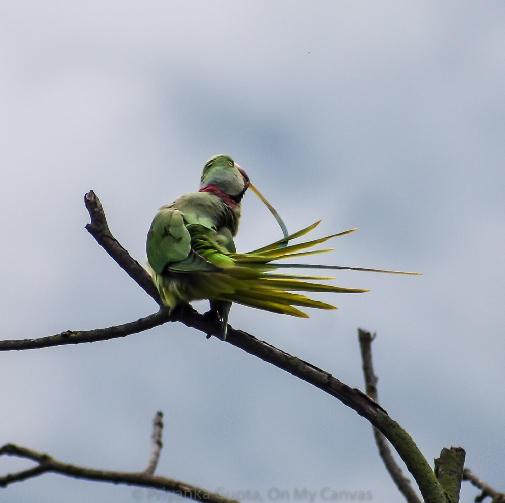 self obsessed indian green parrot