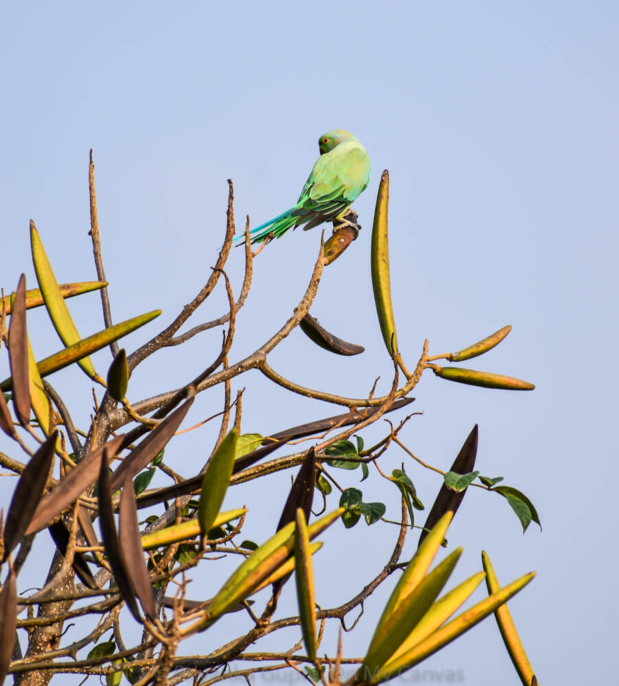 solo indian parent on a branch