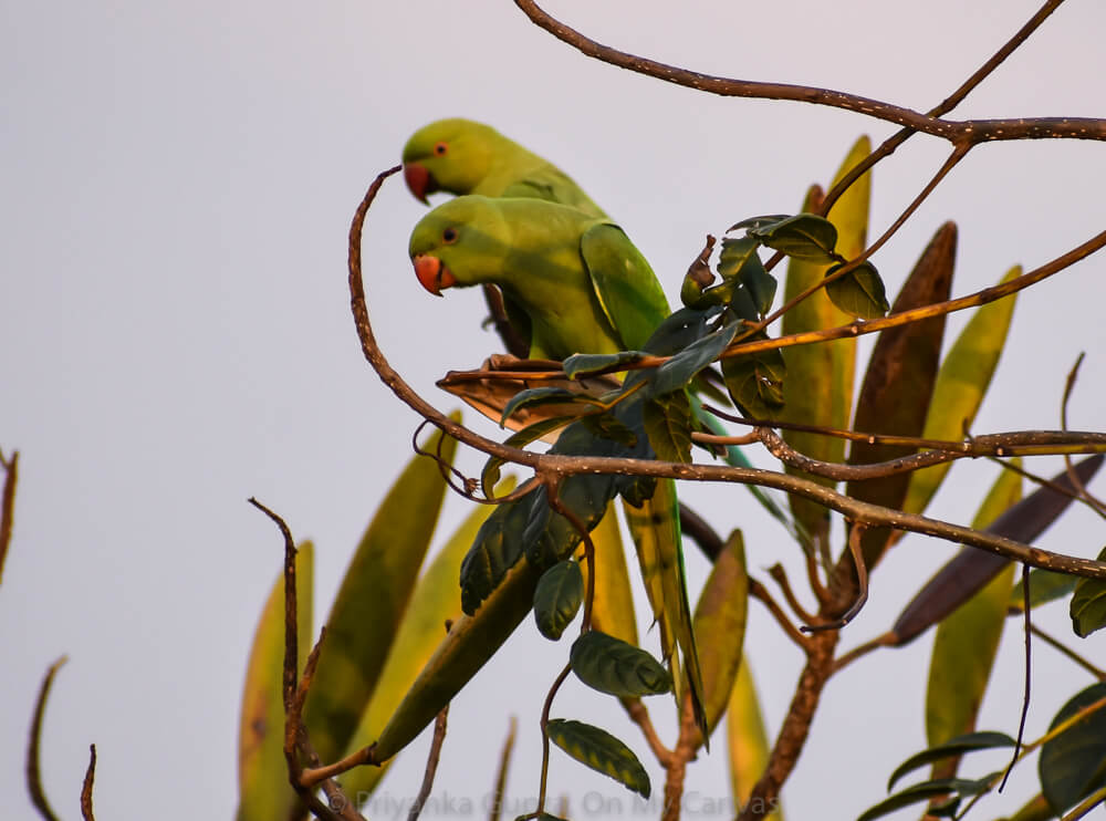 two indian female parrots watching the photographer