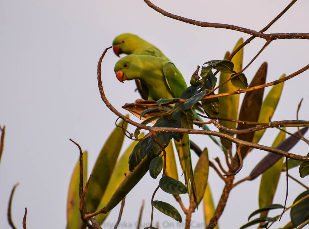 Celebrating My Parrot Mithu With Photos of Indian Parrots 32 two indian female parrots watching the photographer