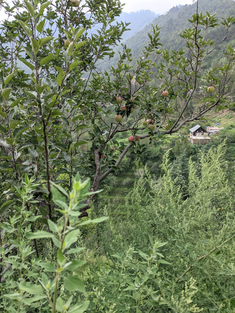 apples in himachal pradesh