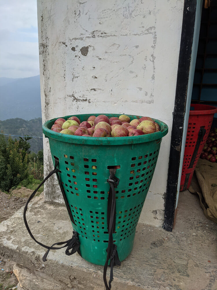 apple kilta himachal pradesh