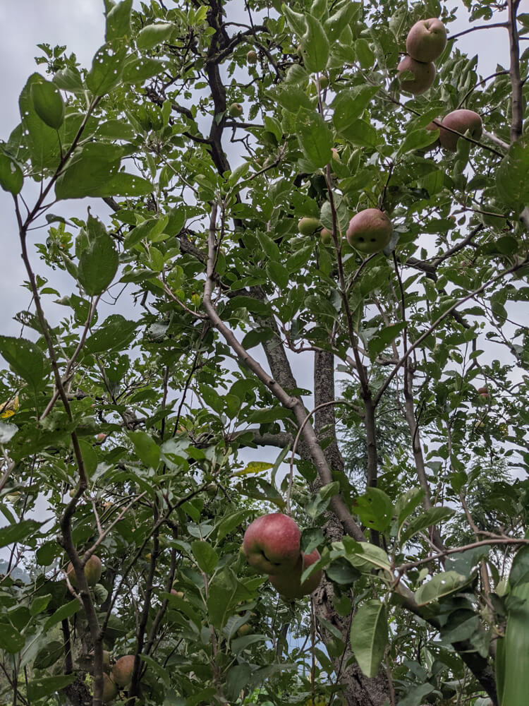 apples-from-himachal-pradesh