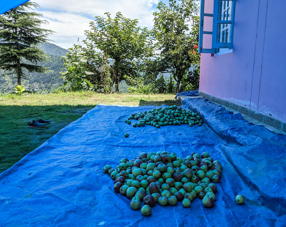 apples of himachal pradesh