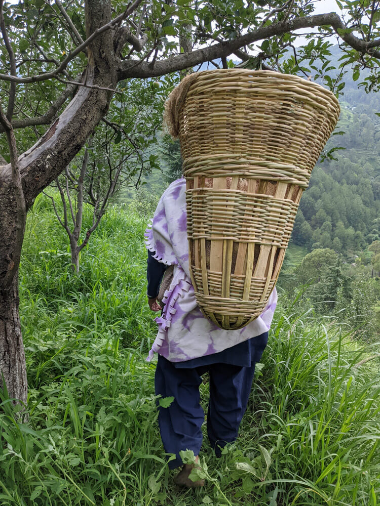 big apple basket in himachal pradesh mandi.jpg