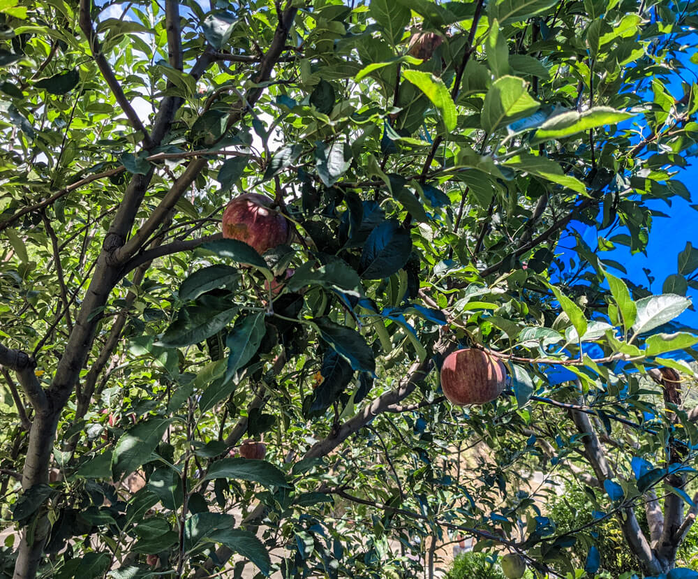 big apples of himachal pradesh