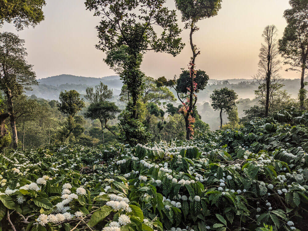 budding coffee plants coorg madikeri