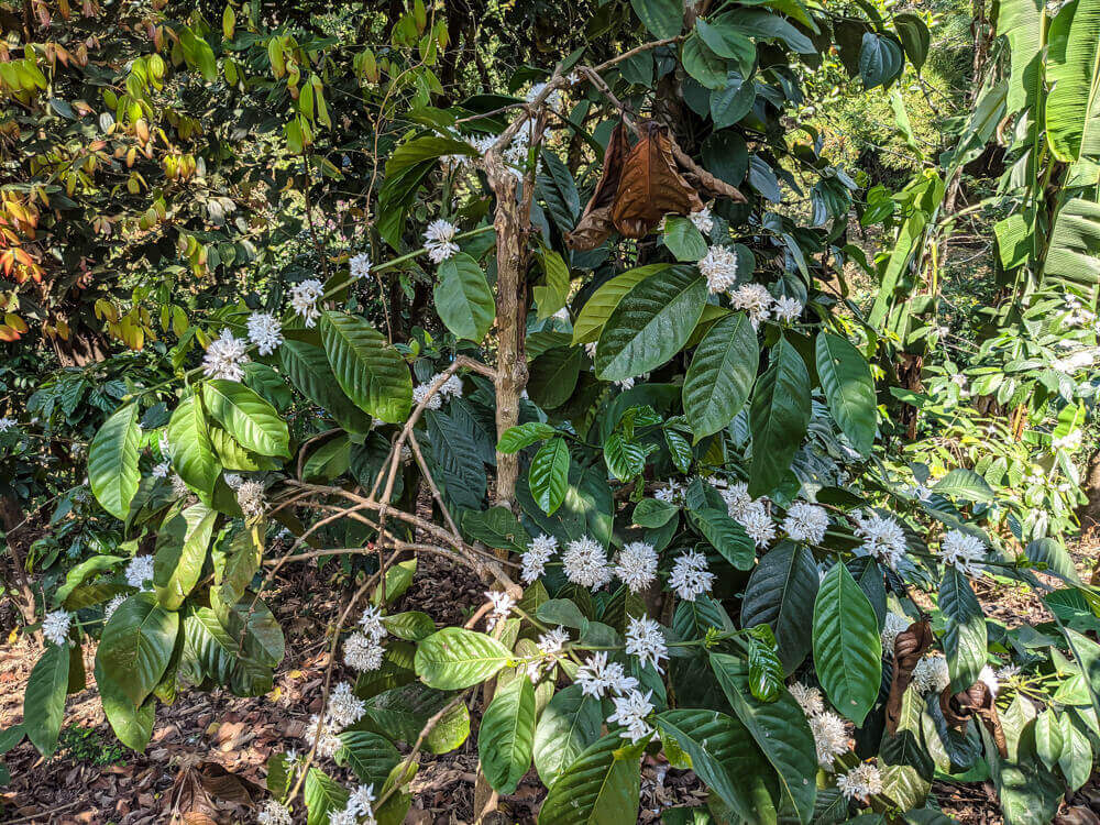 budding coffee plants coorg south india