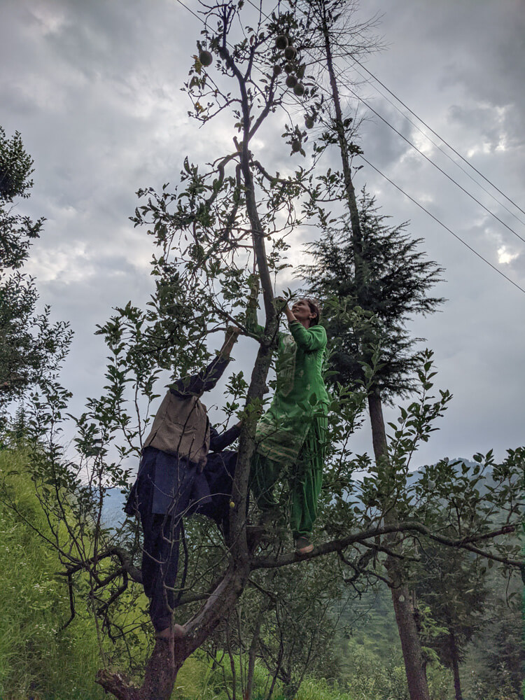 climbing apple trees in himachal pradesh