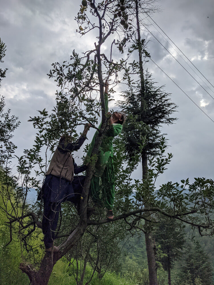 families climbing and harvesting apple trees in himachal pradesh