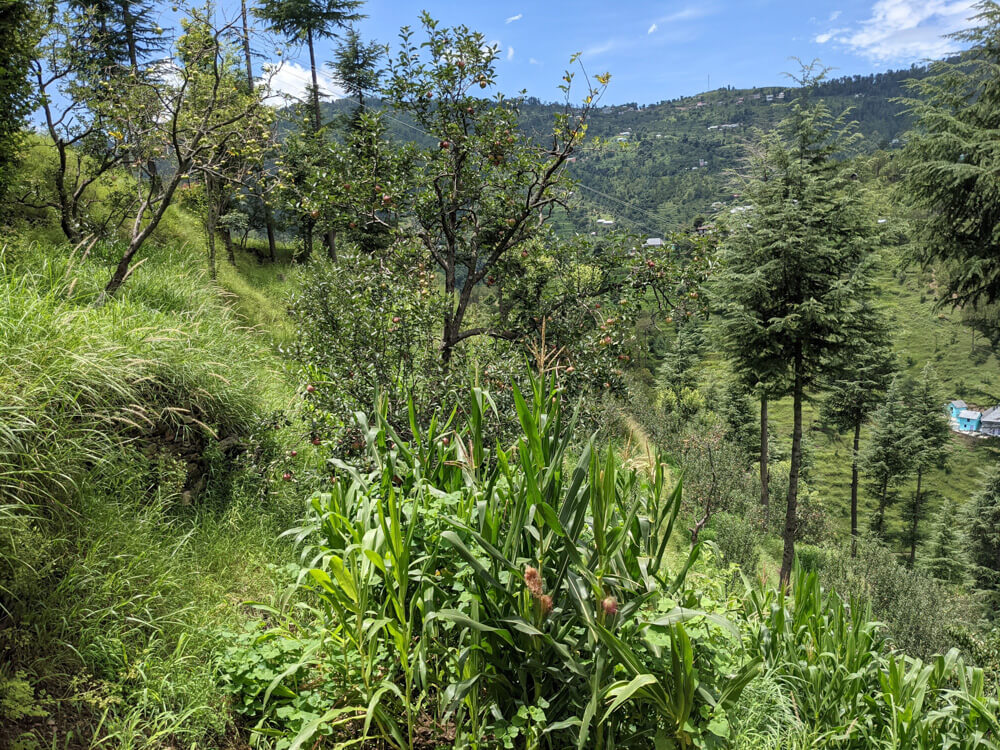 fields himachal