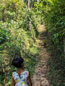 forest paths in front of stuart hill homestay