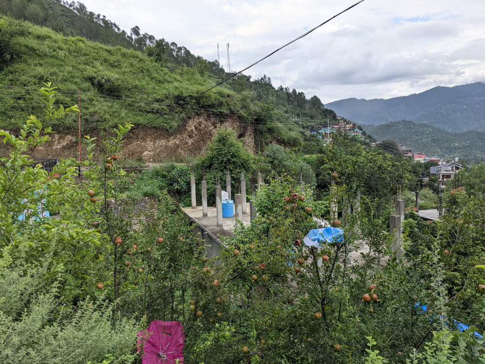 fruit-orchards-himachal-pradesh.jpg