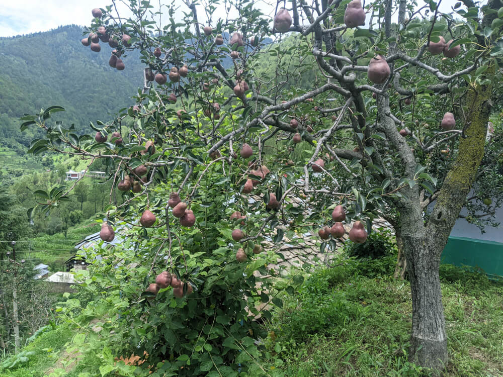 pears red in mandi himachal himalayas india