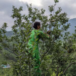 plucking-apples-in-himachal-pradesh-with-locals.jpg