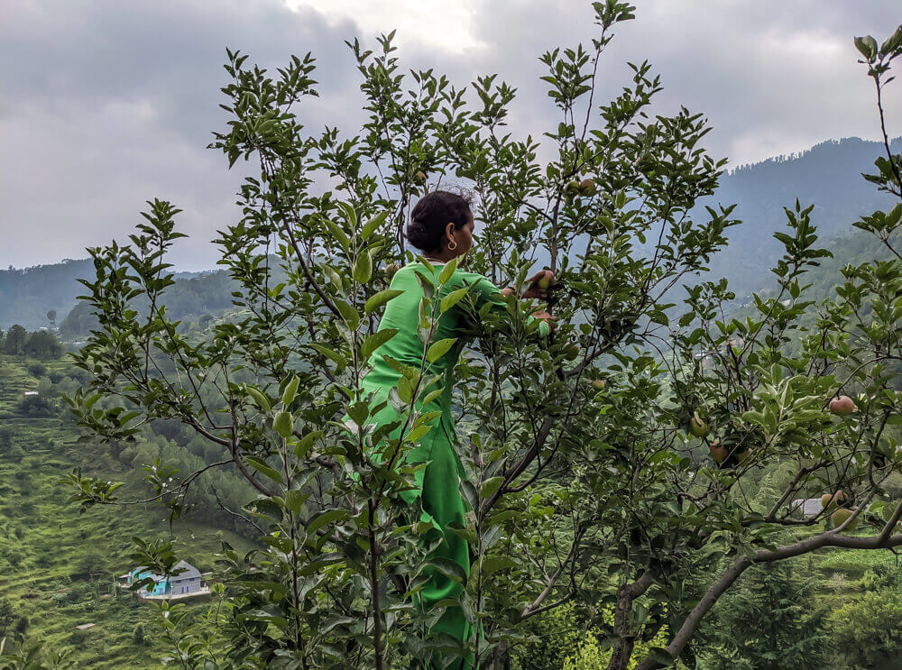 When I Climbed Apple Trees in Himachal Pradesh [With Local Families]