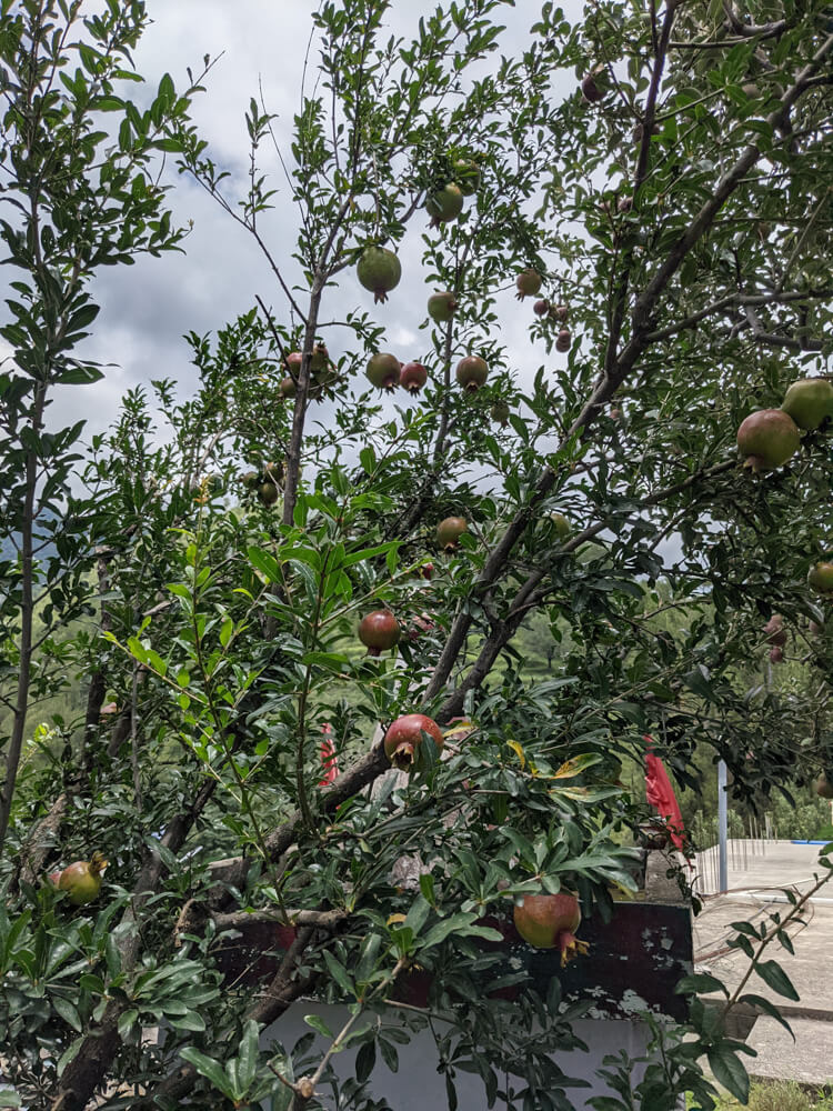 pomegranate tree himachal pradesh