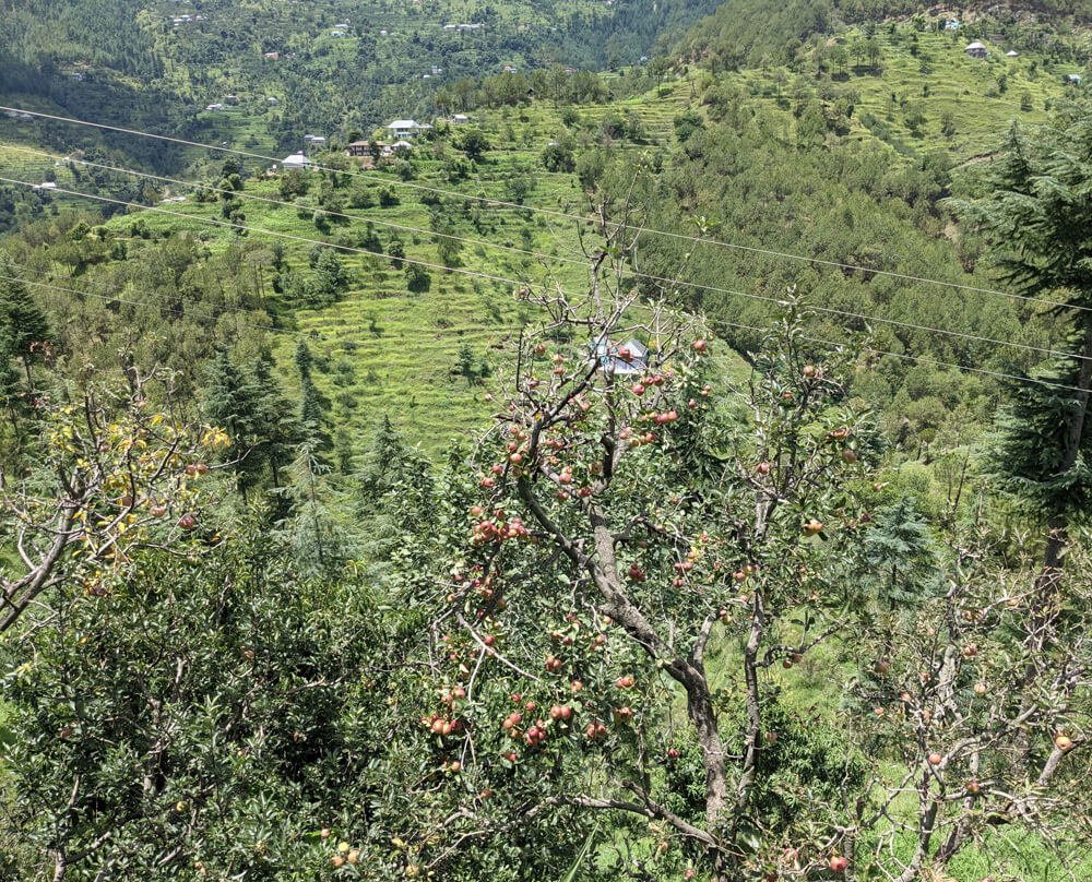 red apples from himachal pradesh