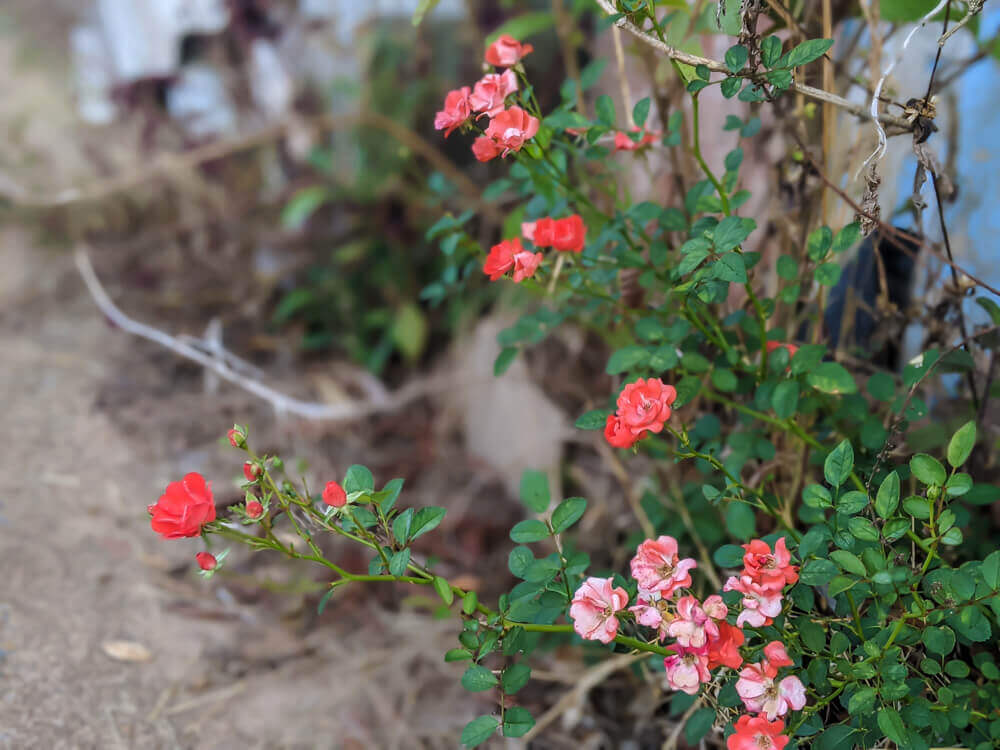 On Stuart Hill in Madikeri Coorg: Nothing To Do But So Much To Do 21 roses-madikeri.jpg