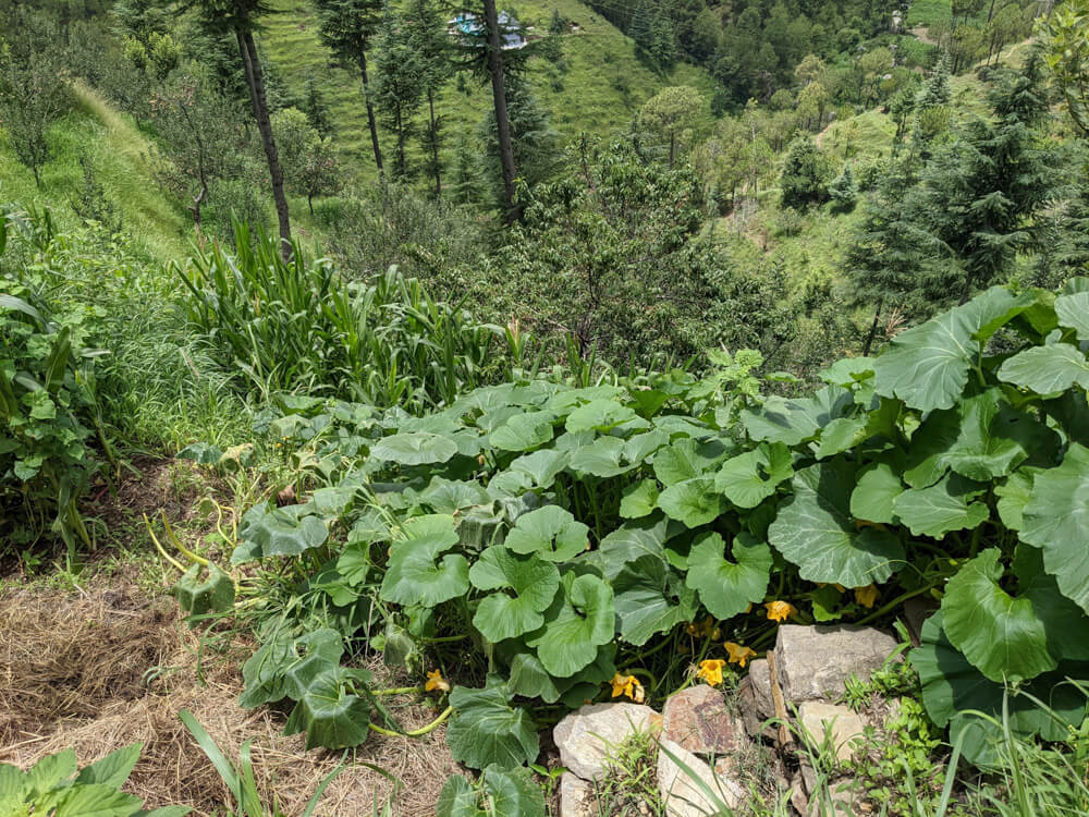 vegetable fields himachal