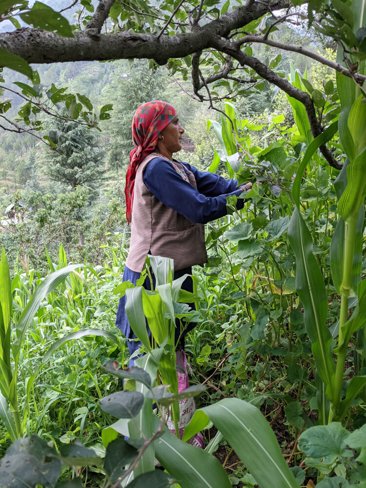 women picking apples in himalayan valley.jpg