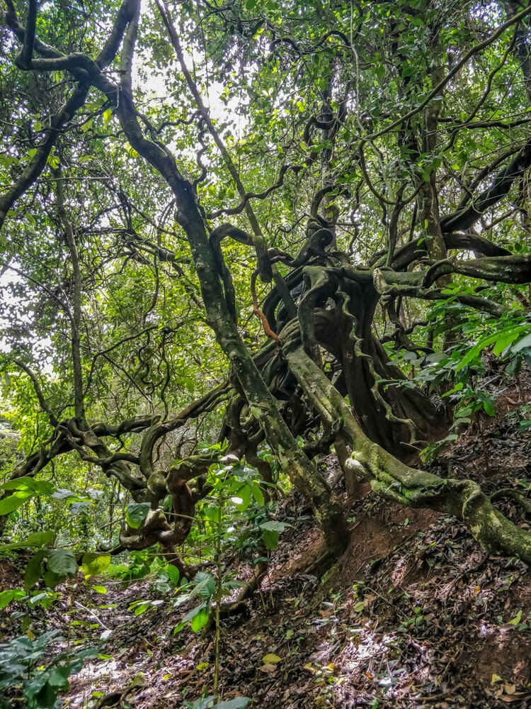 estate+kodava+coorg+karnataka