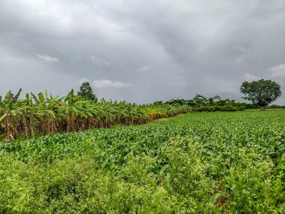 fields+bangalore+to+coorg+route