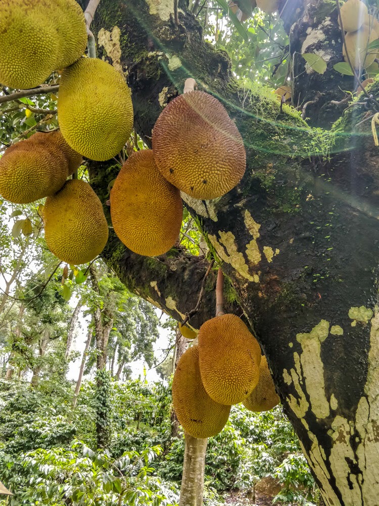 jackfruits+homestay+coorg+karnataka