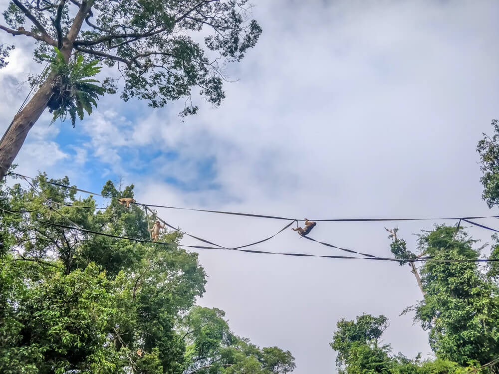 watching monkeys on the kinabatangan river tour in sukau sabah on the island of borneo malaysia