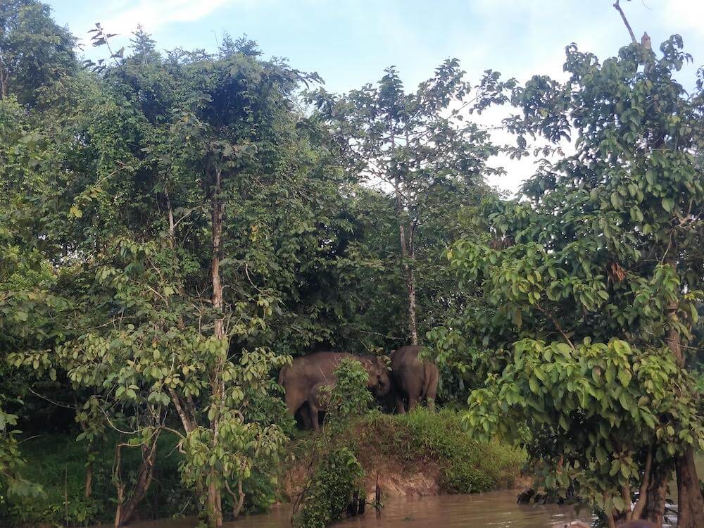 pygmy elephants on kinabatangan river in sabah