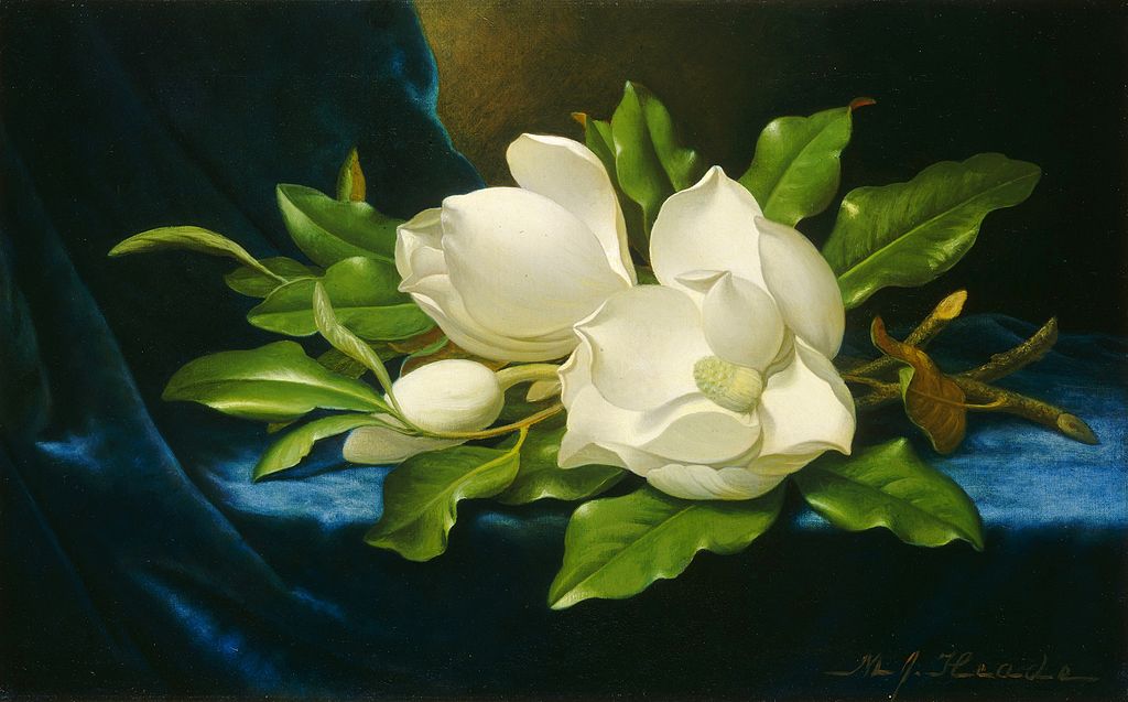 1024px-Martin_Johnson_Heade_Giant_Magnolias_on_a_Blue_Velvet_Cloth_NGA personal development article feature image