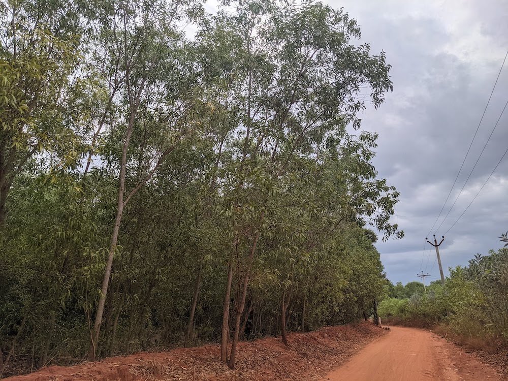 one of the wider ones of the auroville roads pondicherry