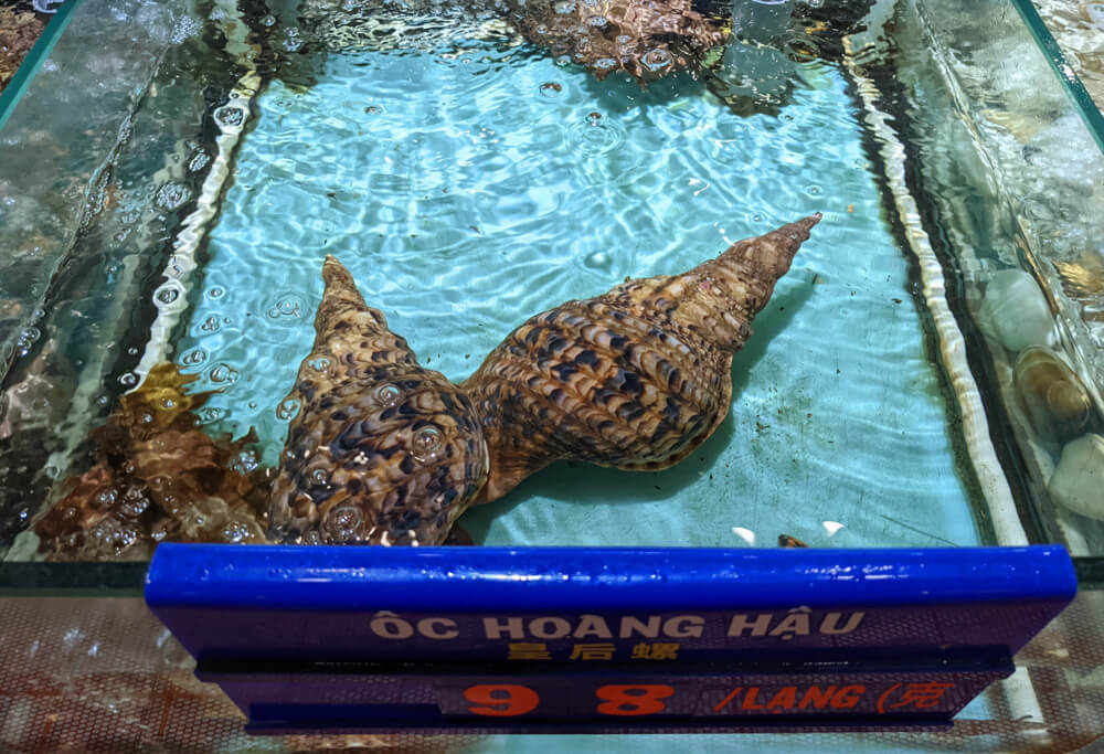 Fish Soup, Crazy Streets, and Night Markets in Saigon 29 big-snails-to-be-sold.jpg
