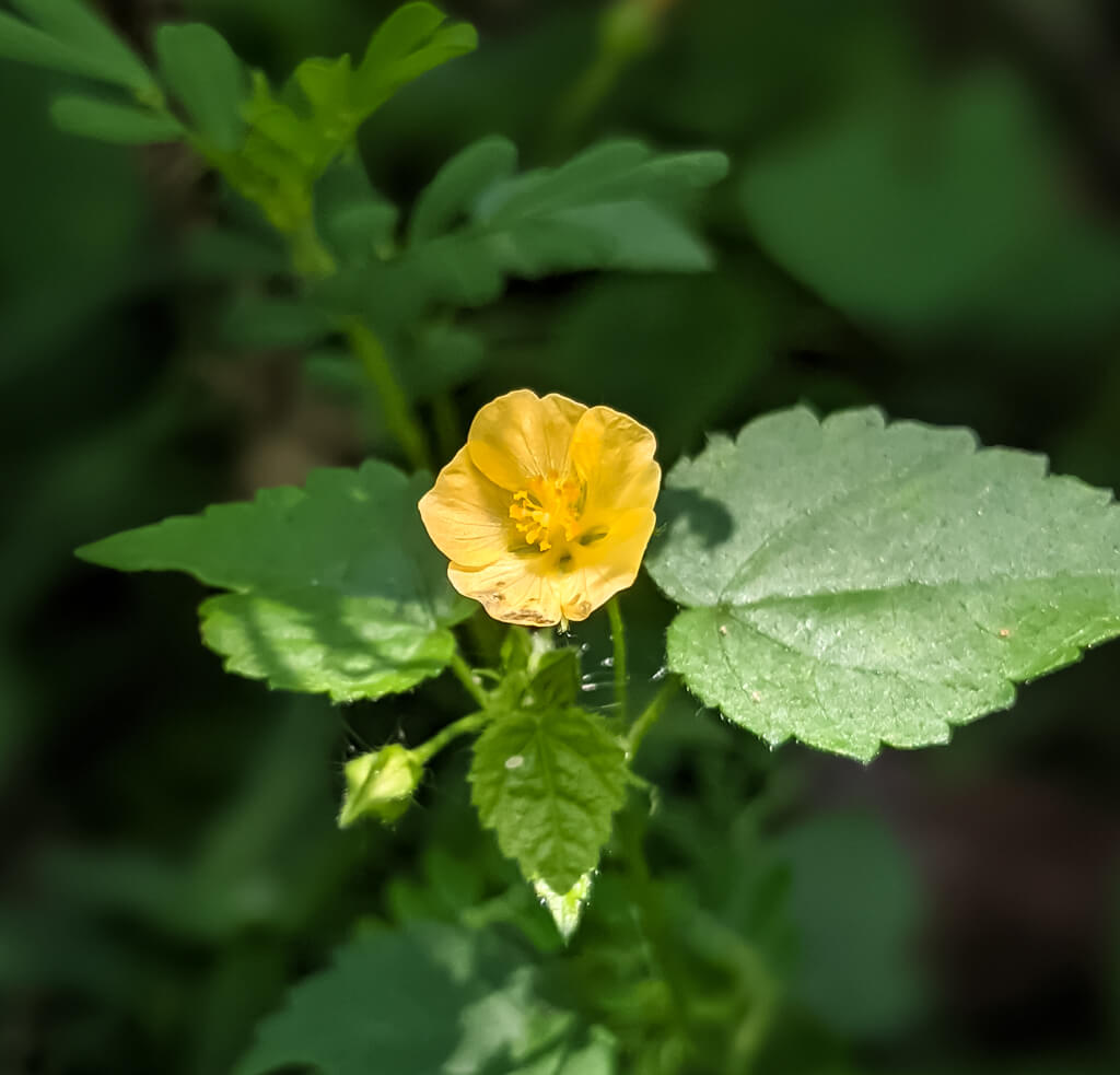 a-beautiful-yellow-flower-on-grass.jpg