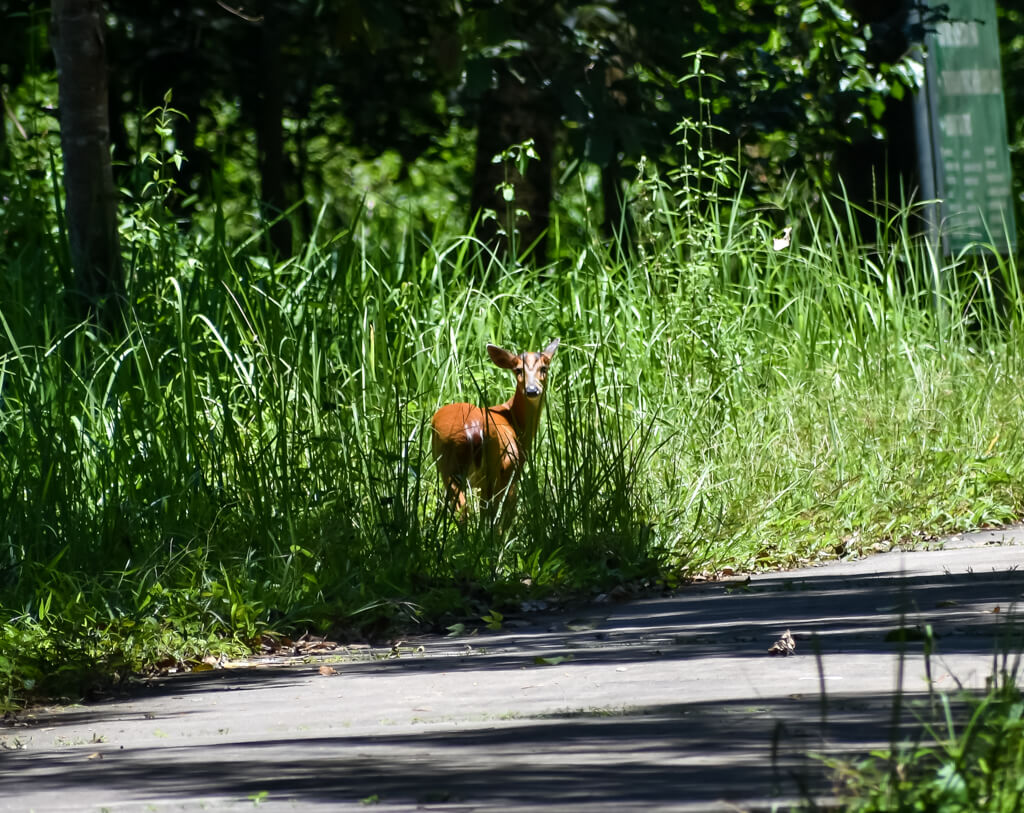 27 Hopeful Photos From 2022 That Show Nature Defy Climate Change 26 a-deer-in-cat-tien-national-park.jpg